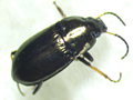 Amara plebeja